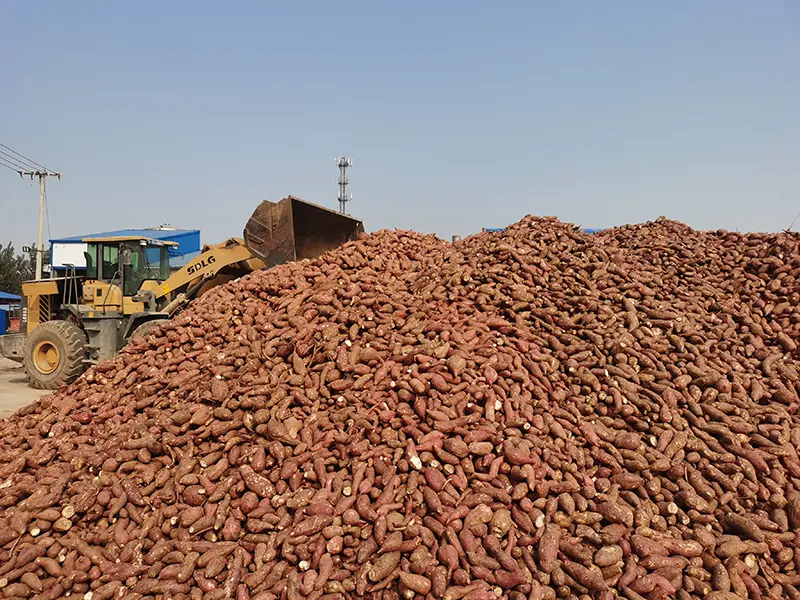 400g Bundled Sweet Potato And Yam Cellophane Noodles